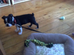 IMG_20130829_181200_053 (1)