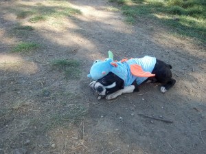 IMG_20131031_144238_628 (1)