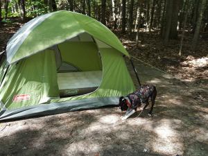 12043037_452008228316560_8014537873839987774_n